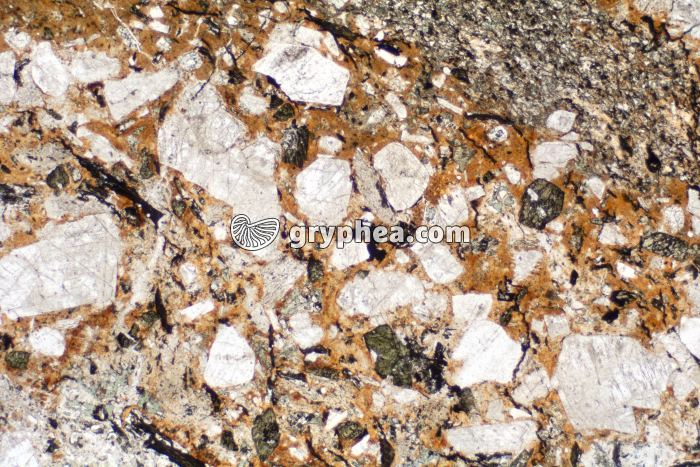 Rhyolite LPNA x6,3 - gryphea.org